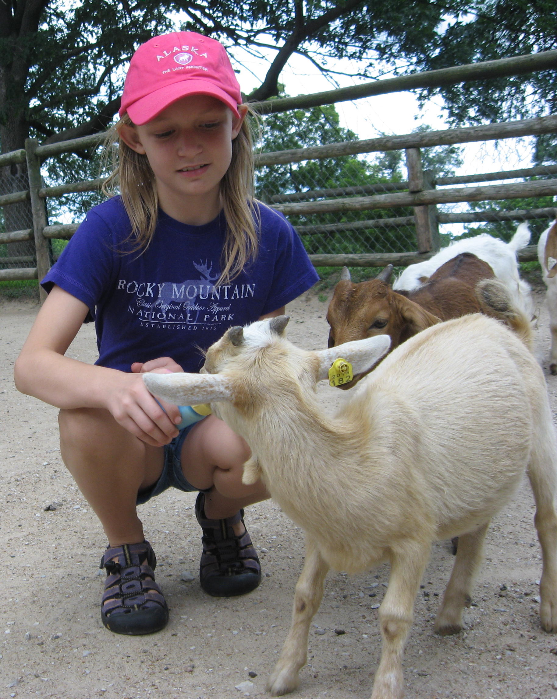 2013-06-29 Cate feeding goats at Grants Farm.jpg